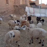 میش وبره