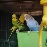 5 عدد مرغ عشق