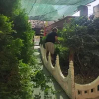 باغبانی|خدمات باغبانی و درختکاری|سبزوار, کاشفی شمالی (دادگستری)|دیوار