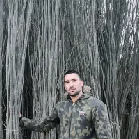 نهال۳و۴ساله پسته گردوبادامشلیل سیب ، کبوده صنوبر