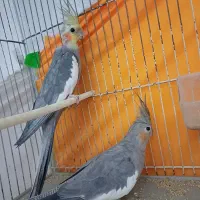 عروس هلندی  خاکستری