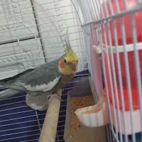 عروس هلندی نرسخنگو