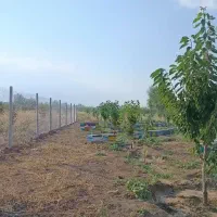 زمین باغی پردیس