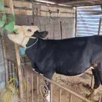 گوساله لیشه مونت سمینتال