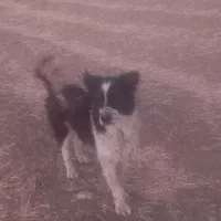 سلام سگ  گله ای قدرجونی نر