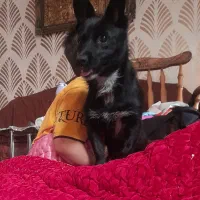 سگ پامرین|سگ|شیراز, شهرک بهار|دیوار