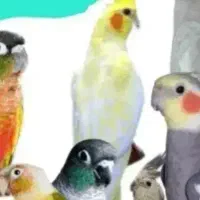 پانسیون پرندگان