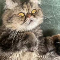 واگذاری گربه نر پرشین سوپر فلت