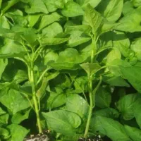 اجاره یک سالن گلخانه و فروش شخم و سیب کن