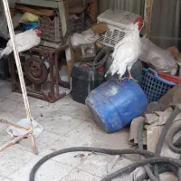 فروش جوجه رسمی مرغ تخگذار بقلمون