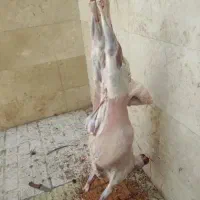 ذبح و سلاخی و قصابی