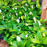 گل‌های آپارتمانی