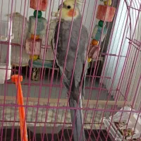 عروس هلندی نر