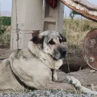 سگ ماده پژدر