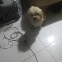 سگ نر