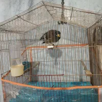 مرغ  مینا با قفس