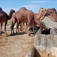 شتر|حیوانات مزرعه|نهبندان, |دیوار