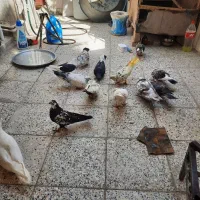 کفتر پرشی