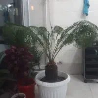 گل سیکاس مینیاتوری