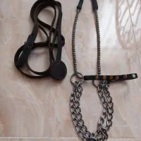 کلگی‌اسب‌عرب‌زیبایی‌وارداتی