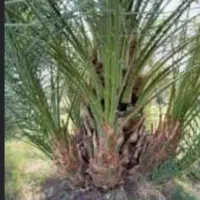 نخل ونهال مرکبات