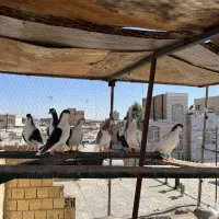 ی دسته کبوتر۲۶تایی زنگ