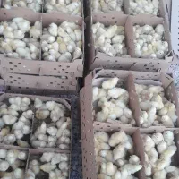 جوجه گوشتی کیفیت عالی