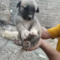 واگذاری سگ نگهبان