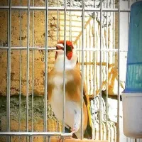 سهره تولکی .طلبه ام