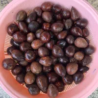 هسته آواکادو