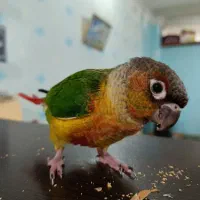 گمشده