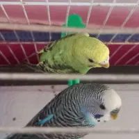 مرغ عشق جفت مولد