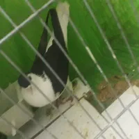 کبوتر ساده سیاه