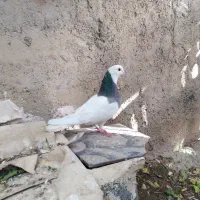 کبوتر