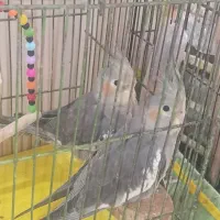 عروس هلندی