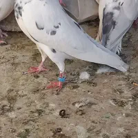 کبوتر|پرنده|مشکین‌دشت, |دیوار