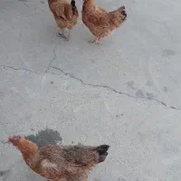 مرغ تخم گذار