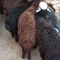 بره نروماده