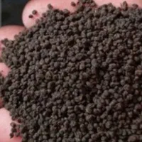 چای کله مورچه درشت عالی در جه یک