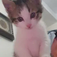 بچه گربه