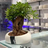 فروش انواع بنسای گیاه کادویی و هدیه