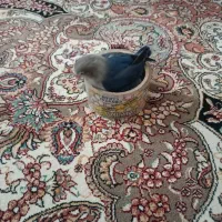 طوطی برزیلی مهم توضیحات و بخونید