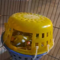 فنج نرگسی مولد|پرنده|قزوین, |دیوار