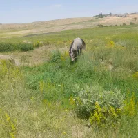 اسب|اسب و تجهیزات اسبسواری|قره پشتلو, |دیوار