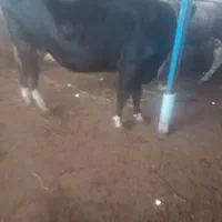 لوله قربانی