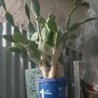 گل طبیعی وقلمه گل