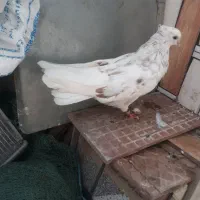 فروش چهار عدد کوهی دم سفید
