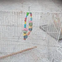 قفس عروسی هلندی