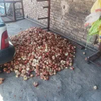 پیاز خوراکی سرایان