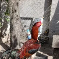لاری نژاد دار